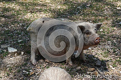 Dirty Potbellied Pig Stock Photo