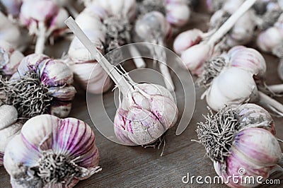 Dirty purple garlic close up drying Stock Photo