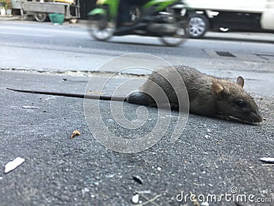 dirty rat Stock Photo