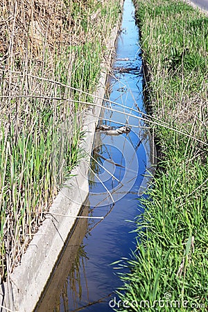 Dirty sewage and household rubbish in small river, irrigation channel causes rapid growth of algae. Water pollution. Ecological pr Stock Photo