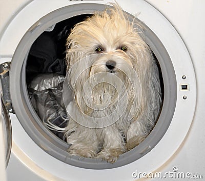 Dirty small maltese dog in the washing machine Stock Photo