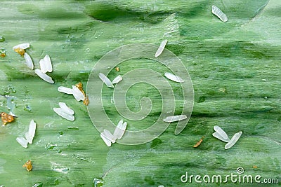 Dirty sticky rice on banana leaf Stock Photo