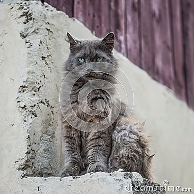 Dirty street cat sitting outdoors Stock Photo