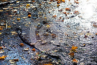 Dirty swamp with autumn leaves Stock Photo