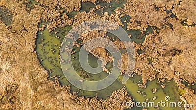 Dirty swamp with dry grass around. Natural landscape background. Stock Photo