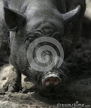 Dirty Swine 1. Stock Photo