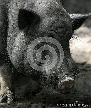 Dirty Swine 2. Stock Photo
