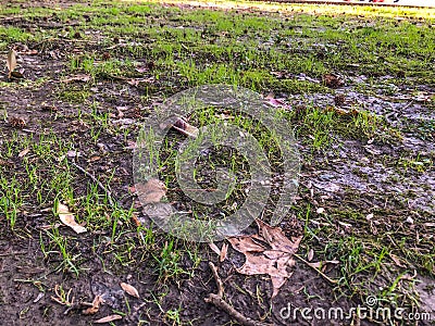 Dirty unkempt lawn with grass, unkempt lawn background Stock Photo