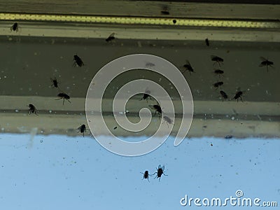 Dirty window covered with flies and other insects Stock Photo
