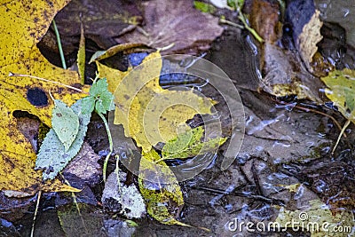 The Dirty Yellow Leaves In The Water In Autumn Stock Photo