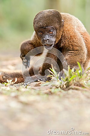 Disable Chorongo Or Woolly Monkey Cub Stock Photo