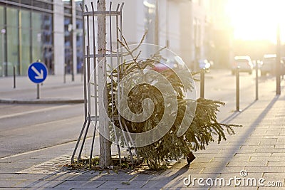 Discarded christmas tree after the Holiday. Stock Photo