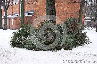 discarded christmas trees Stock Photo