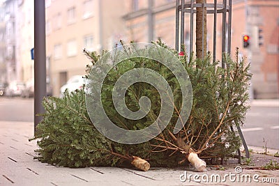 Discarded christmas trees after the Holiday. Stock Photo