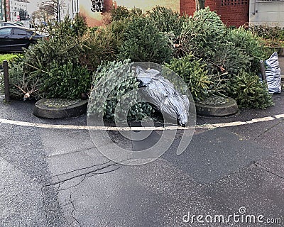 Discarded christmas trees piled at the curb Stock Photo