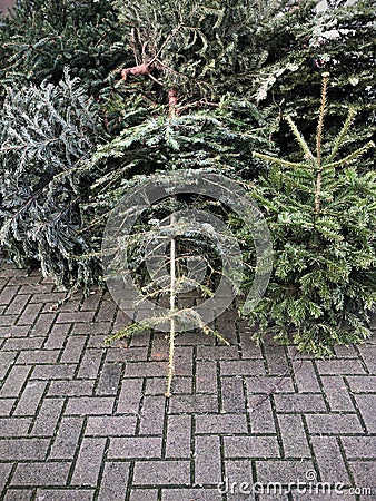 Discarded christmas trees piled on pavement for garbage removal Stock Photo