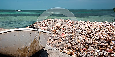 Discarded Conch Shells on the Boat Ramp Stock Photo