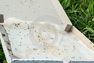 Discarded pizza box with leftovers and ants Stock Photo