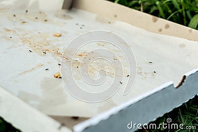A discarded empty pizza box lies on the ground. in the box, the ants eat up the remains of human food. Stock Photo
