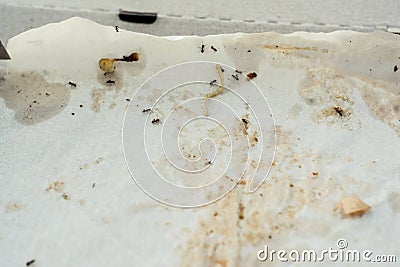 A discarded empty pizza box lies on the ground. in the box, the ants eat up the remains of human food. Stock Photo