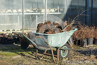 Discarded plants Stock Photo