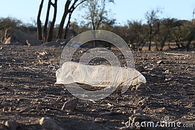 Discarded plastic water bottle, big part of waste or pollution problem Stock Photo