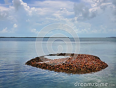 Discarded queen conch shells form small island in Bimini, Bahamas. Stock Photo