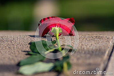 Discarded red rose as a symbol of unrequited love Stock Photo