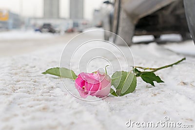 A discarded scarlet rose lies in winter on the white snow on a city street on the road Stock Photo