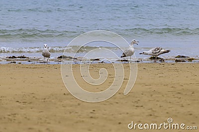 Disclaimer of seagulls Laridae in a european beach Stock Photo