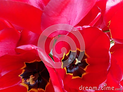 Disclosed buds of red tulips close-up Stock Photo