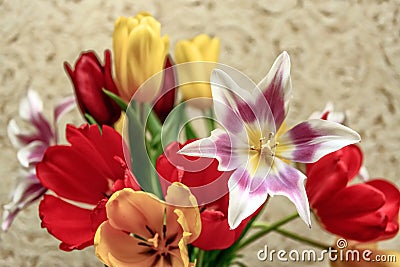 Disclosed tulips. Stock Photo