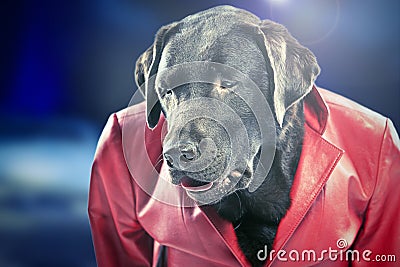 Disco Dancing Chocolate Labrador Stock Photo