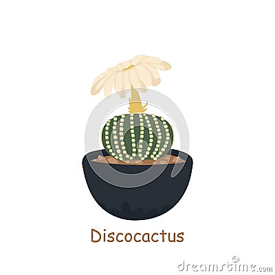 Discocactus isolated on a white background. Cute cactus. Vector illustration in cartoon style Cartoon Illustration