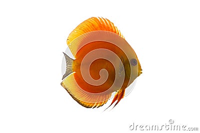 Discus Stock Photo