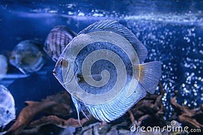 Discus aquarium fish Stock Photo