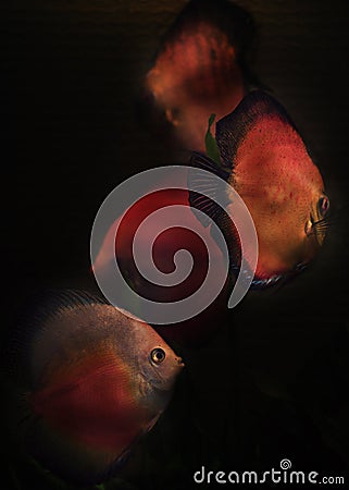 Discus aquarium fish Stock Photo