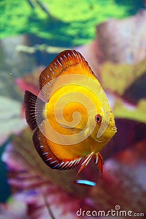 Discus aquarium fish Stock Photo