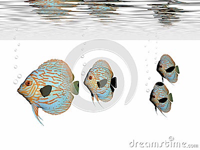 Discus Fish Stock Photo