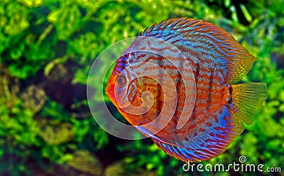 Discus fish Stock Photo