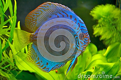 Discus fish Stock Photo