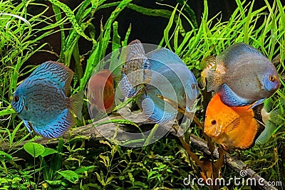 Discus fish in aquarium, tropical fish. Stock Photo