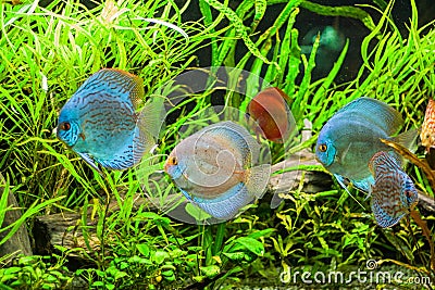 Discus fish in aquarium, tropical fish. Stock Photo