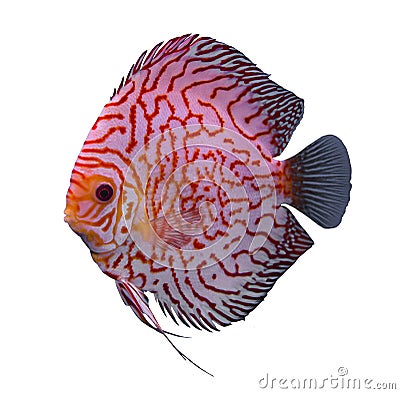 Discus fish isolated in a white background Stock Photo