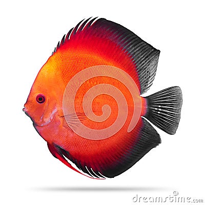 Discus fish isolated on white background. Pompadour. Clipping path Stock Photo