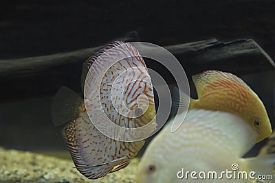 A freshwater discus fish Stock Photo