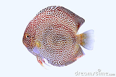 Discus fish snaks skin Stock Photo