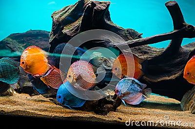 Discus fish Stock Photo