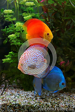 Discus Symphysodon, multi colored cichlids in the aquarium, the freshwater fish native to the Amazon River basin Stock Photo