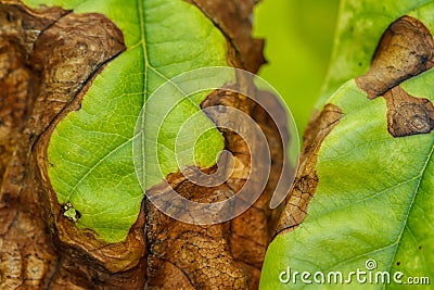 Disease of fruit trees. Stock Photo